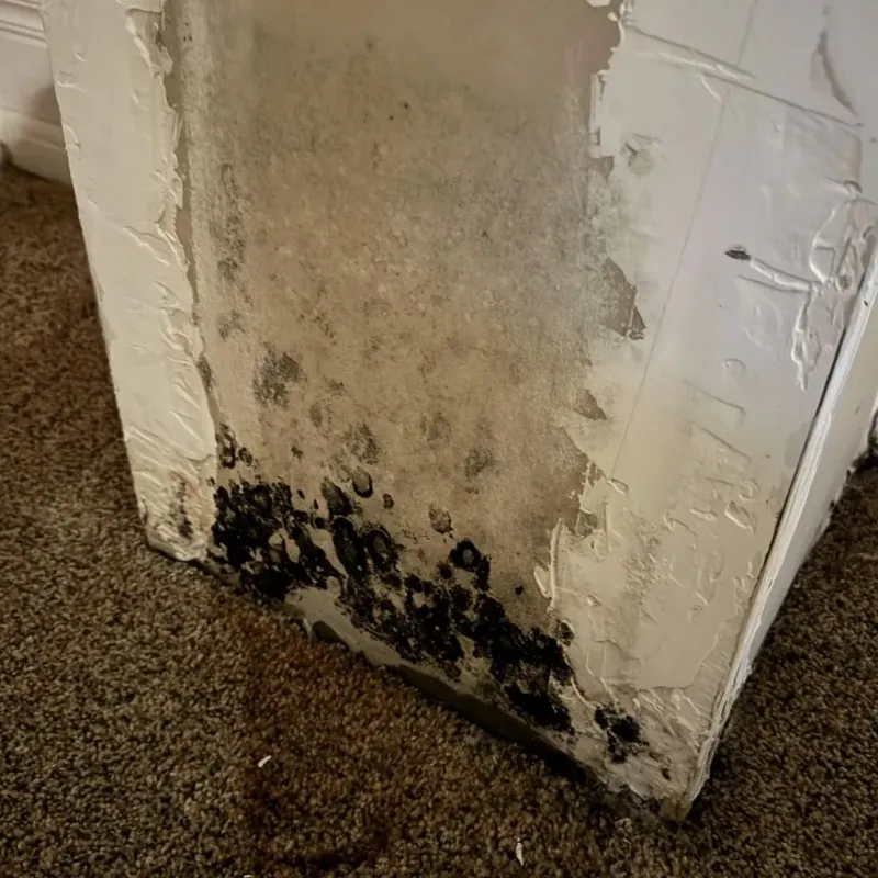 Professional Mold Removal in Belleville, WI